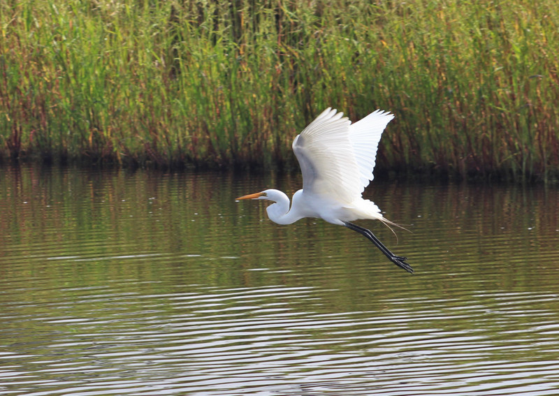 white egret in flight