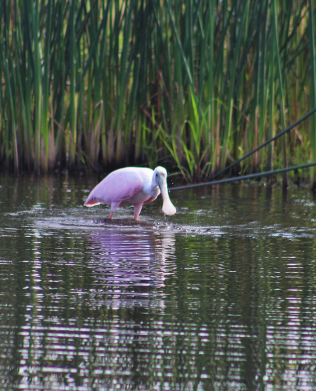 roseate spoonbill, really shows his unusual bill