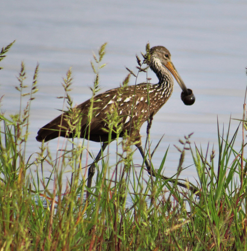 a rare sighting, limpkin. They eat apple snails almost exclusively 