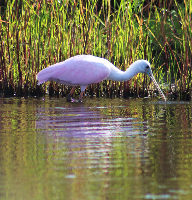 better shot of the pink color of the rosette spoonbill