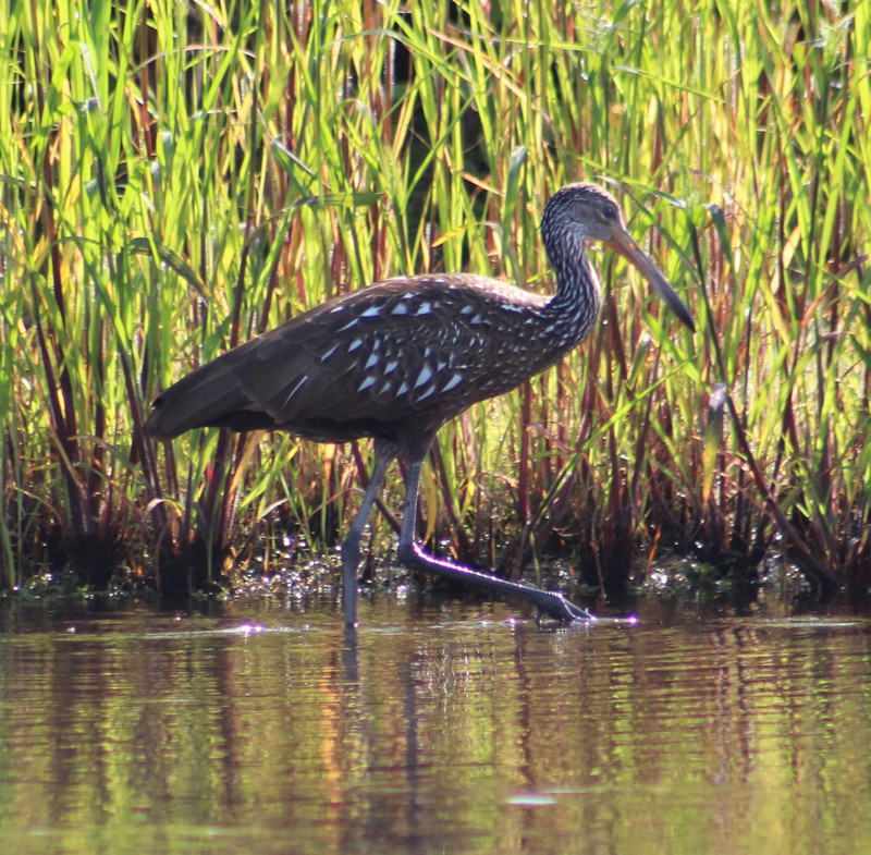 the limpkin is still hungry