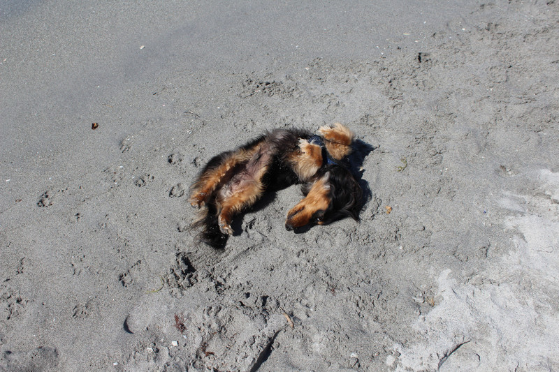 a good roll in the sand