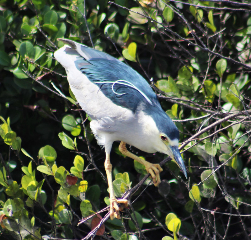 night heron -- note the 2 white feathers on his head