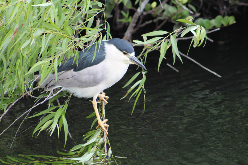 another night heron