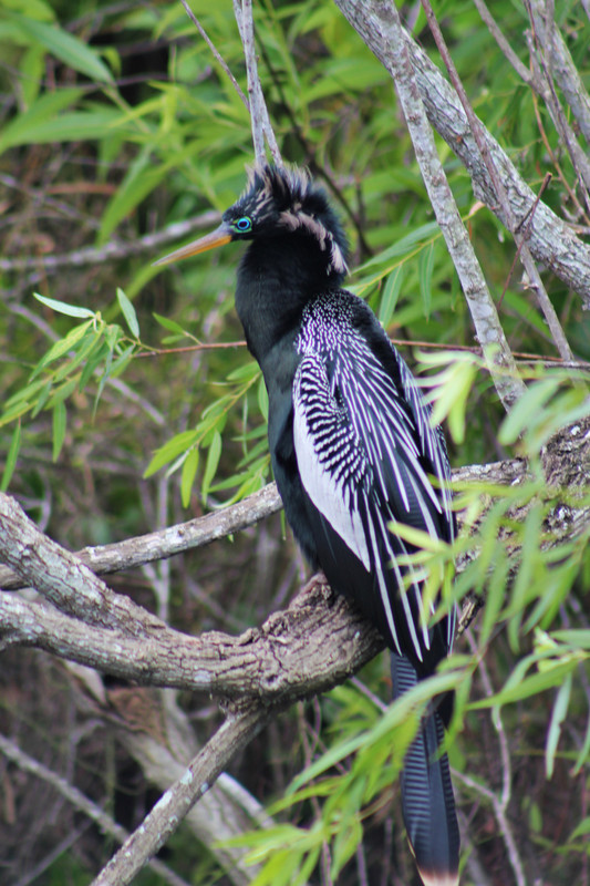male inhinga   with mating plumage-note the eyes