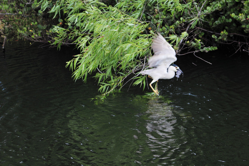 the night heron catches a fish