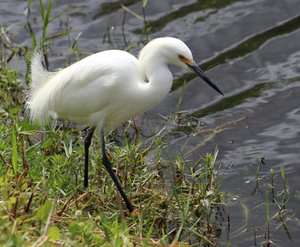 snowy egret   note the yellow feet