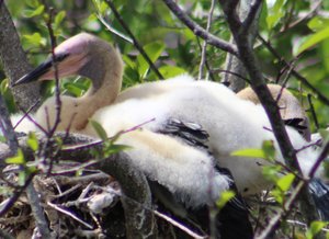 2 baby anhingas in the nest