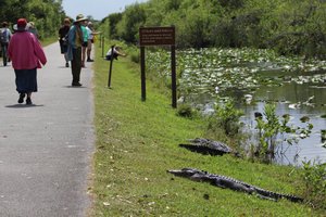 the path with alligators VERY close