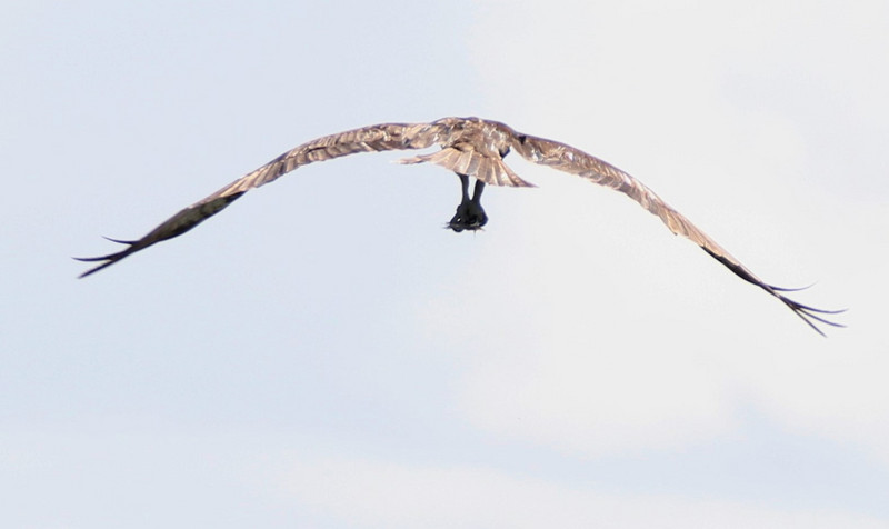 osprey flying away with it's catch