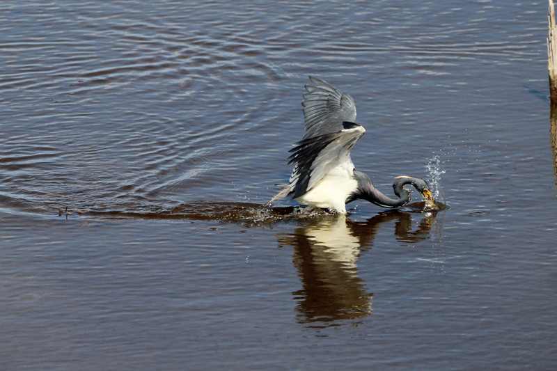 tri-colored heron diving for a fish