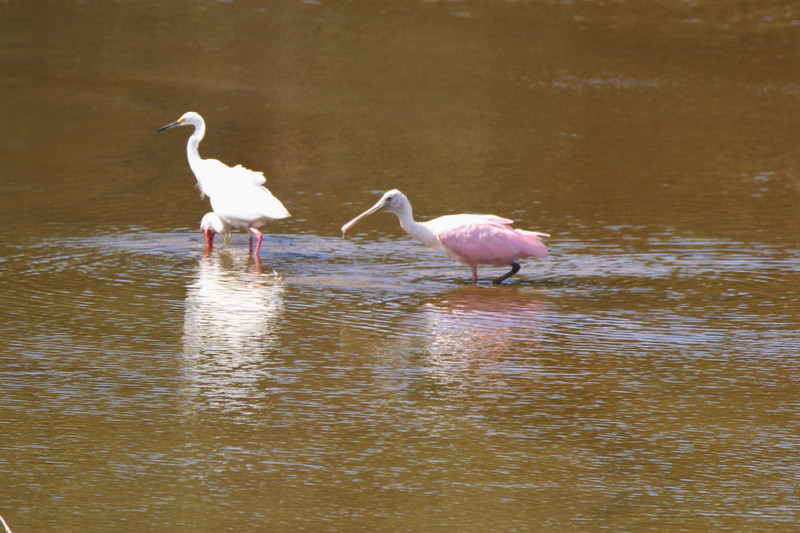 white egret with roseate spoonbill