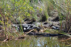 a pile of alligators 