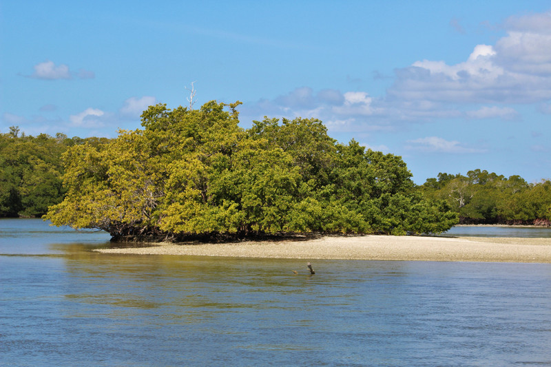 sand and mangrove