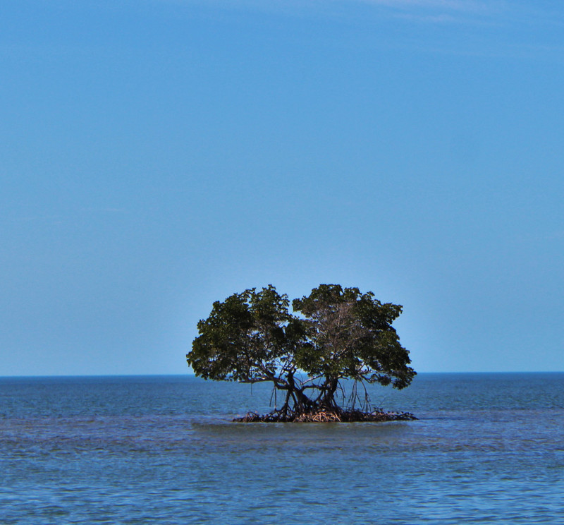 mangrove island 
