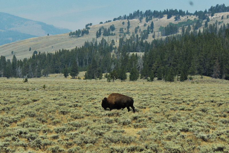 lone bull bison