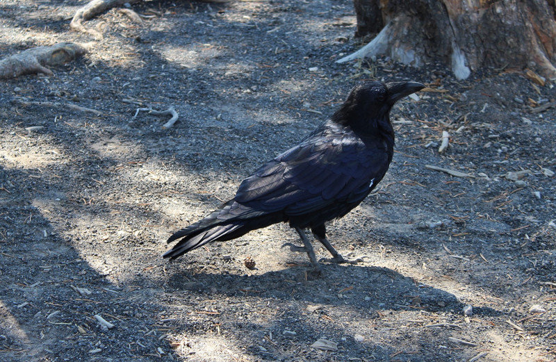 our raven friend at Old Faithful