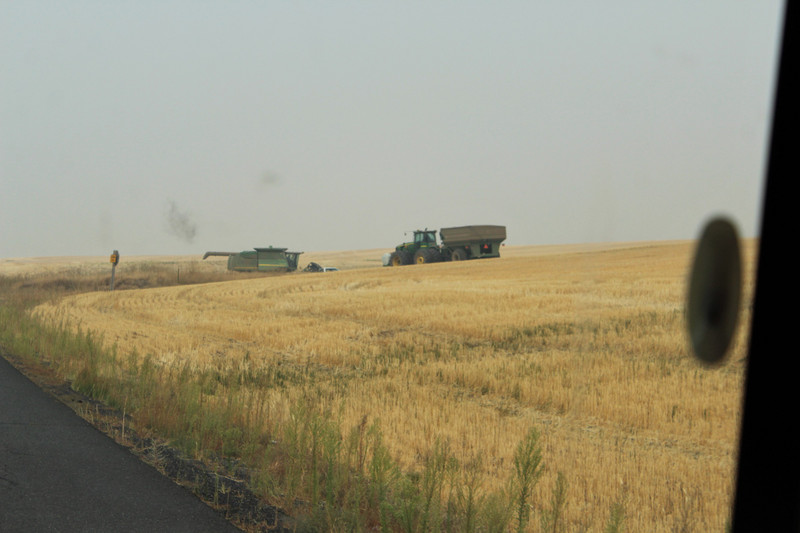 harvesting wheat, never ending job