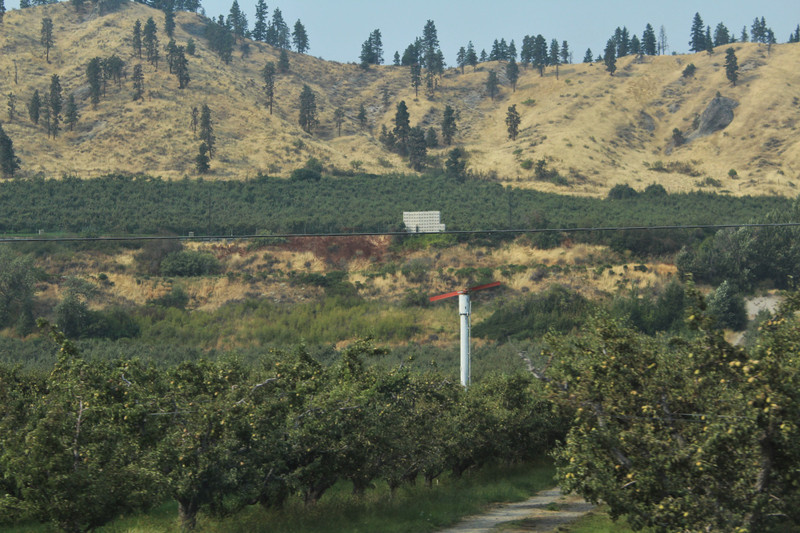 orchards with the windmill