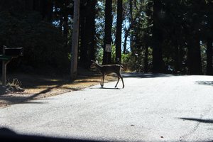 there are deer in the northwest