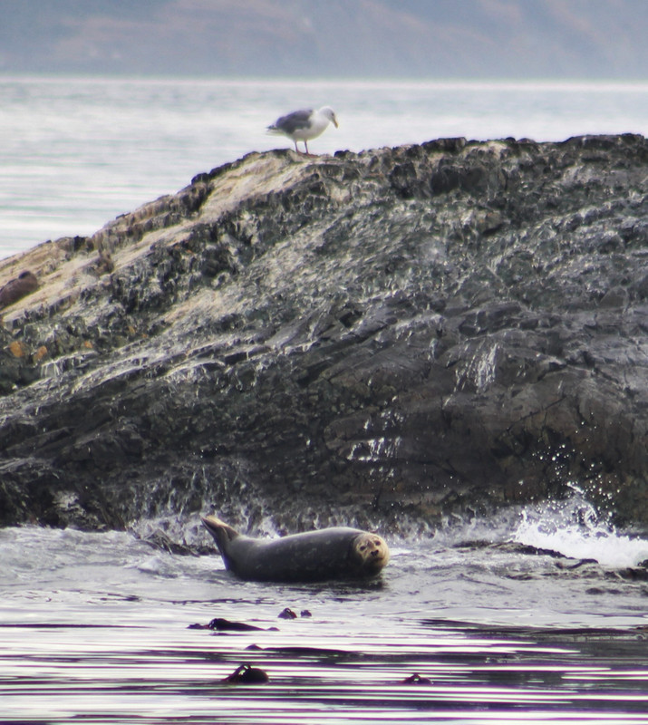 harbor seal or sausage seals
