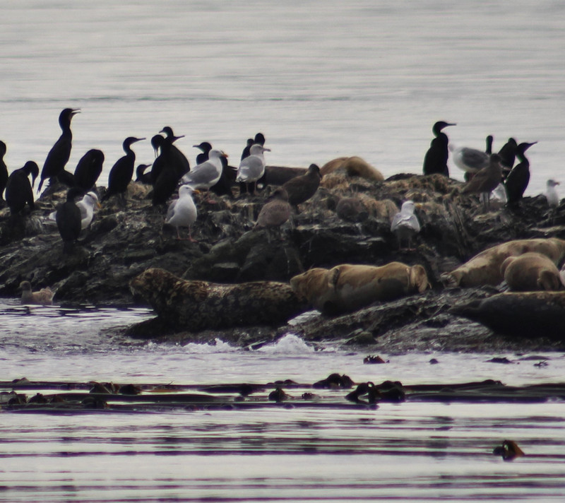 cormorants, seagulls and harbor seals
