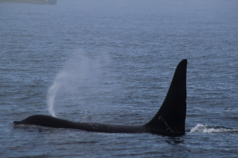 the huge male with a 6 foot dorsal  fin
