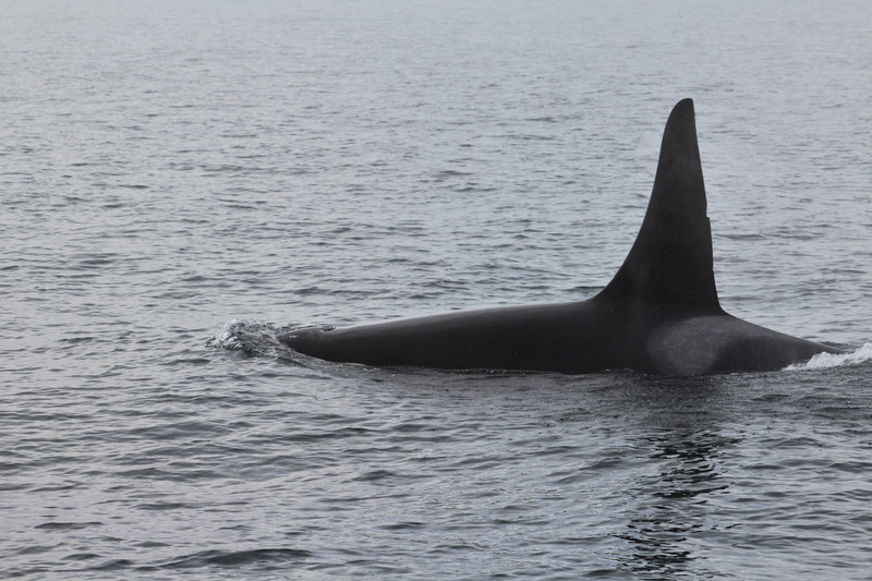each individual is identified by the "saddle" markings behind the dorsal fin