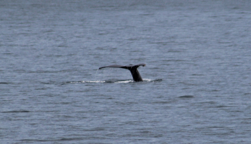 the humpback whale
