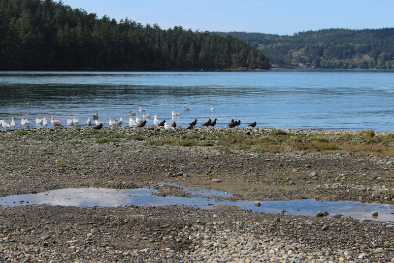 sea gulls and black bird with orange beak and legs
