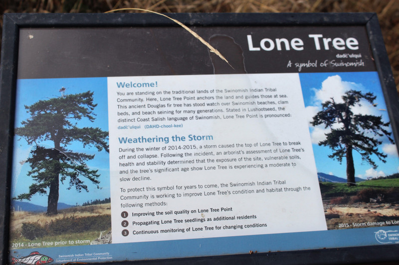 Lone Tree's story