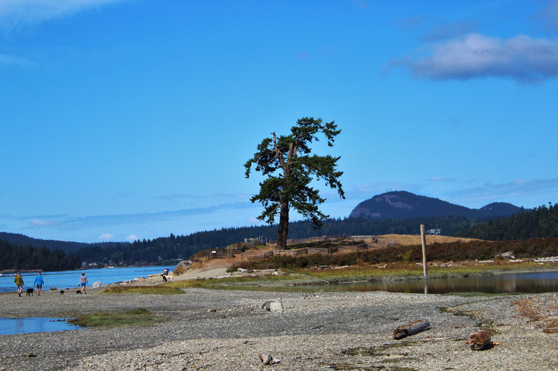 the beach with Lone Tree as the anchor