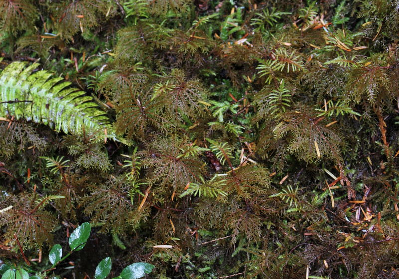the fern and moss covering most things