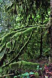 some branches are covered in this green growth of moss and fern