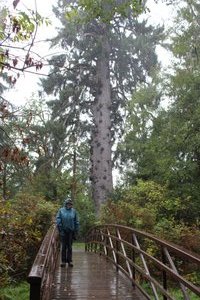 over the bridge is the world's largest Sitka Spruce