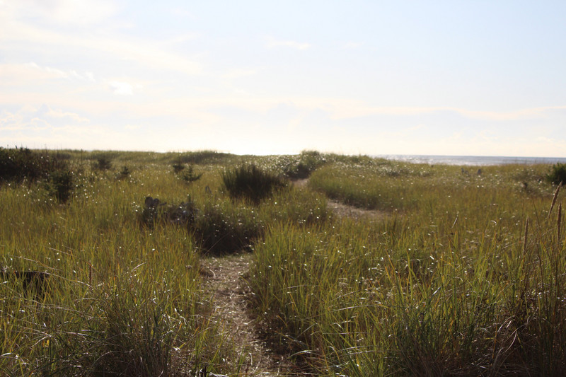 path to the beach with the sun lighting up the sea grass