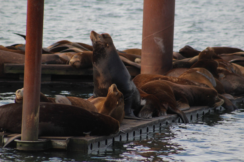 mass of sea lions