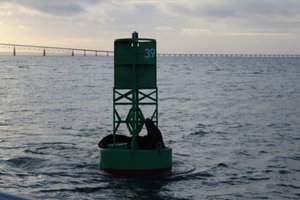 even seals on the channel buoys