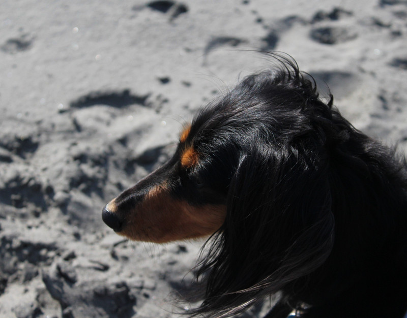 Watching a dog down the beach