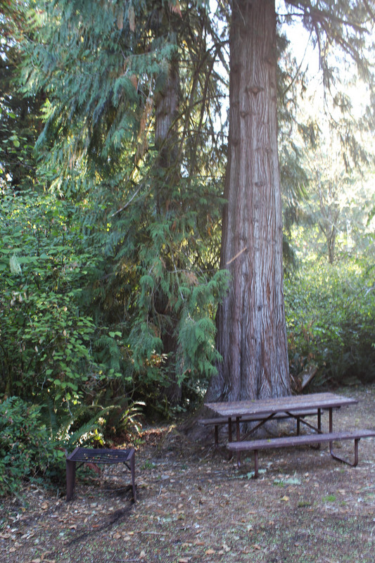 Huge cedar tree next door