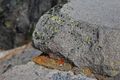 there are several colors of lichen on this one rock. I pointed this out to our guide and won my JR Ranger sticker
