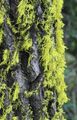 stag horn lichen 