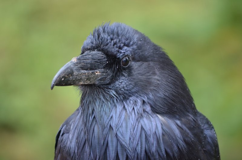 Mr Raven