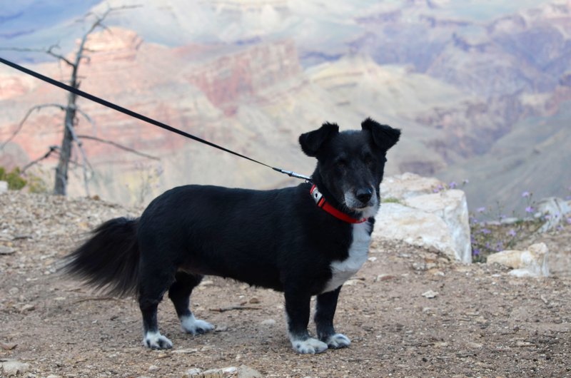Maggie on the South Rim