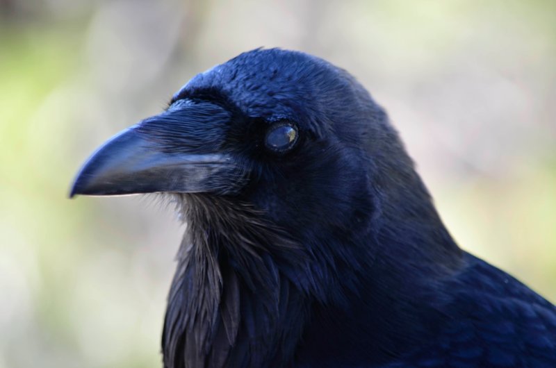 A friendly Raven