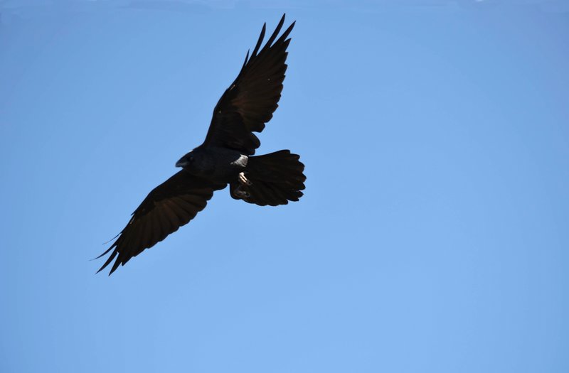 the Raven in flight over the Canyon