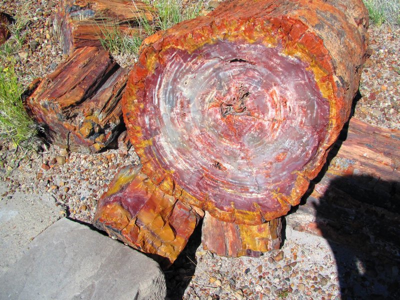 Petrified log end