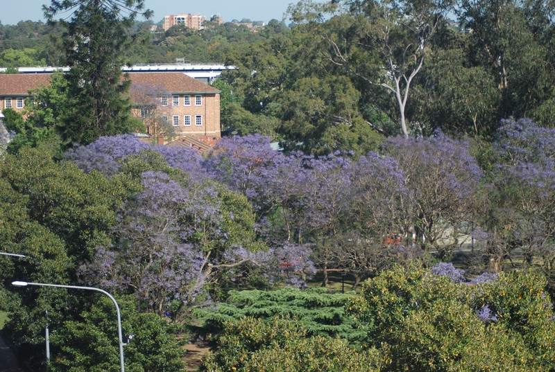 Parramatta Hotel view of Jacarandas