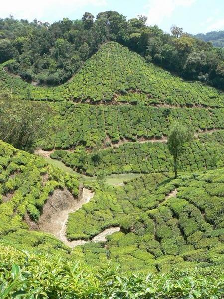 Rolling tea plantations of Munnar