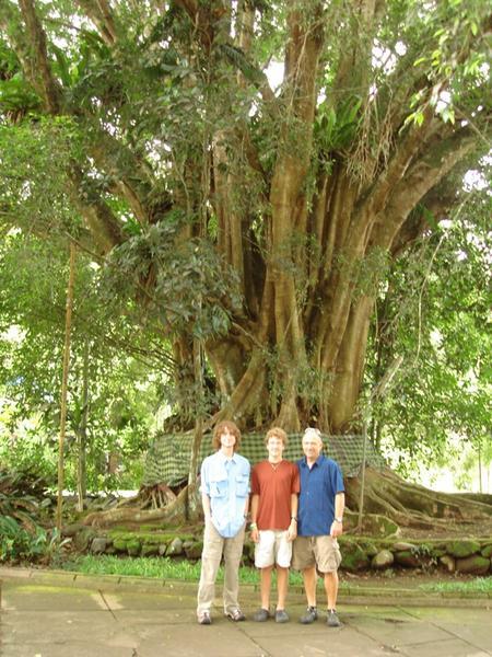Banyon Tree at Tirta Empul